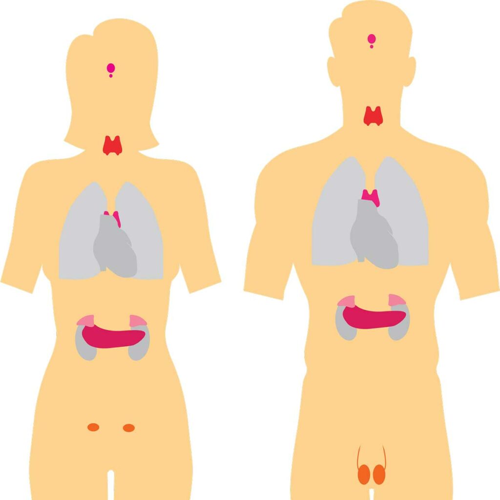 Schéma du système endocrinien